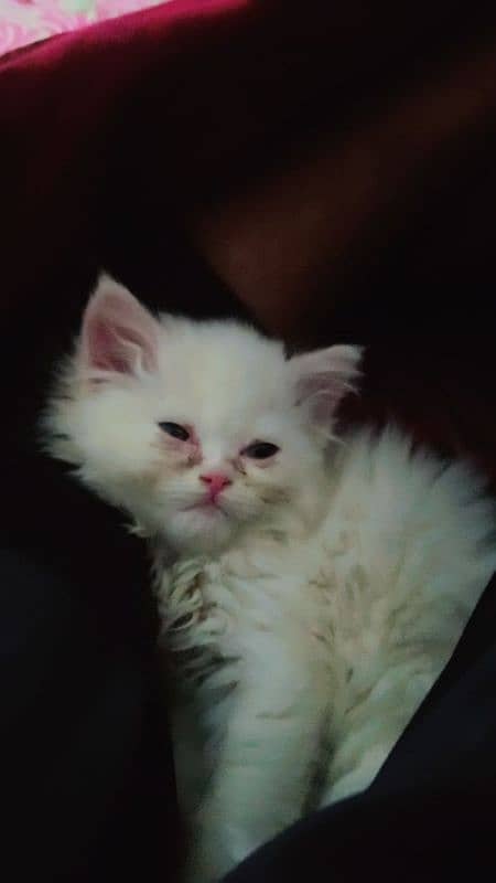 white Persian baby cat 1