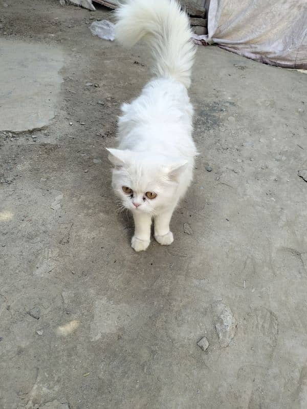 white Persian baby cat 2