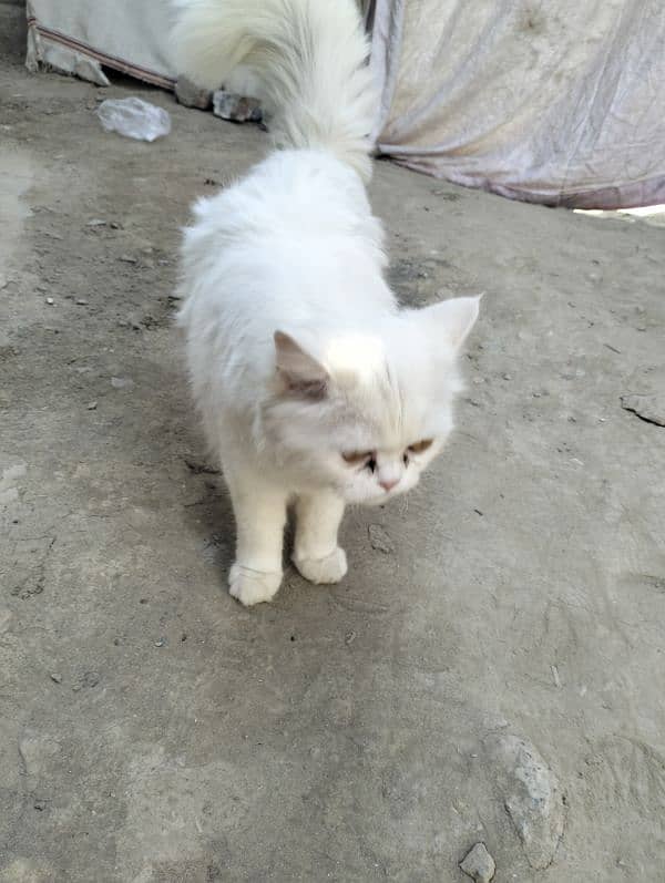 white Persian baby cat 3