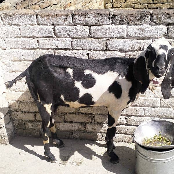 Desi goat 1