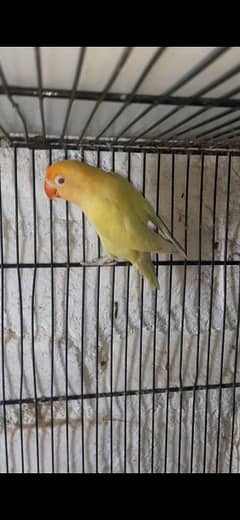 pied Dove Lovebird