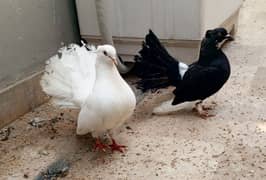 lacka pigeon breeder pair for sale