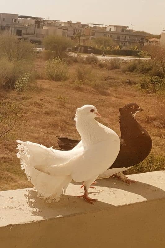 lacka pigeon breeder pair for sale 1