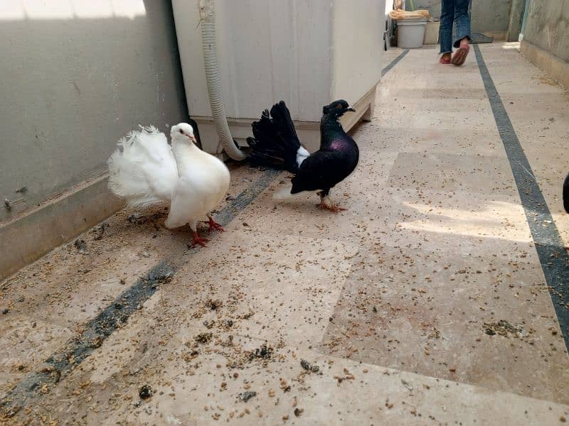 lacka pigeon breeder pair for sale 2