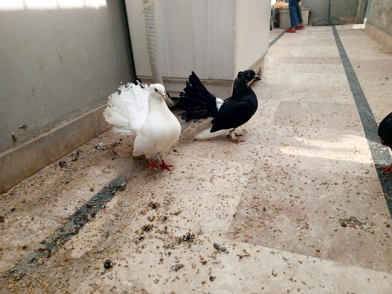 lacka pigeon breeder pair for sale 3