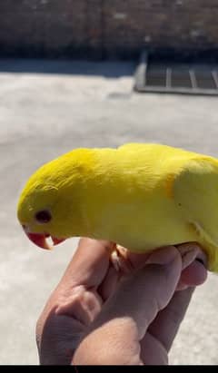 5 chicks yellow ringneck