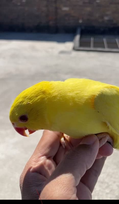 5 chicks yellow ringneck 0