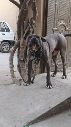 American bully