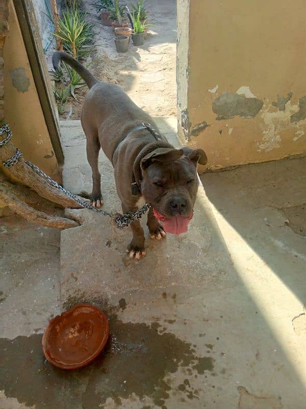 American bully 1