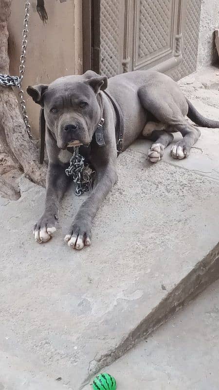 American bully 2