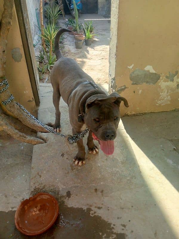 American bully 3