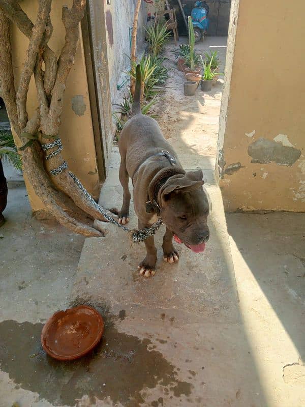 American bully 4