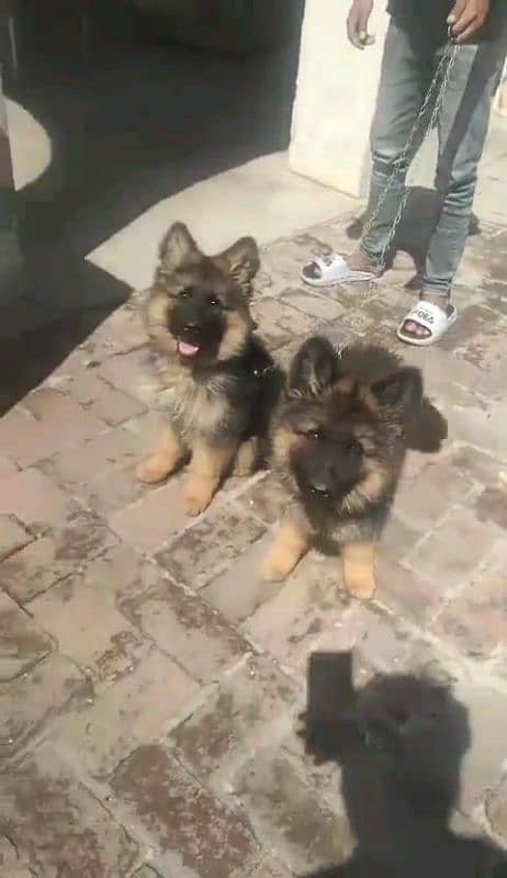 German shepherd puppies Double Coat My WhatsApp number 03001868066 0