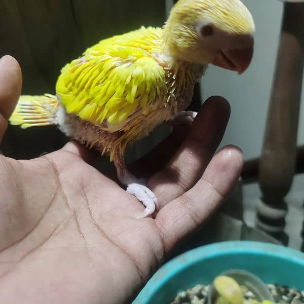 yellow ring neck chicks age 35 days  for sale full covered 1