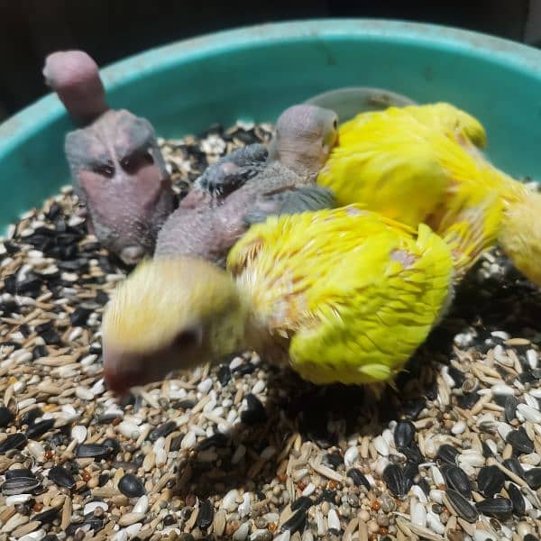 yellow ring neck chicks age 35 days  for sale full covered 4