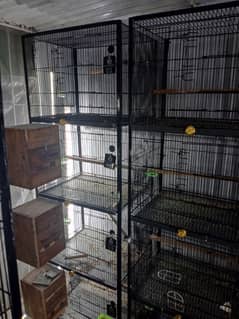 Birds Cages