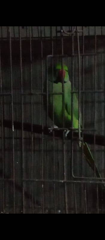 beautiful parrot  green ring available for sale 0