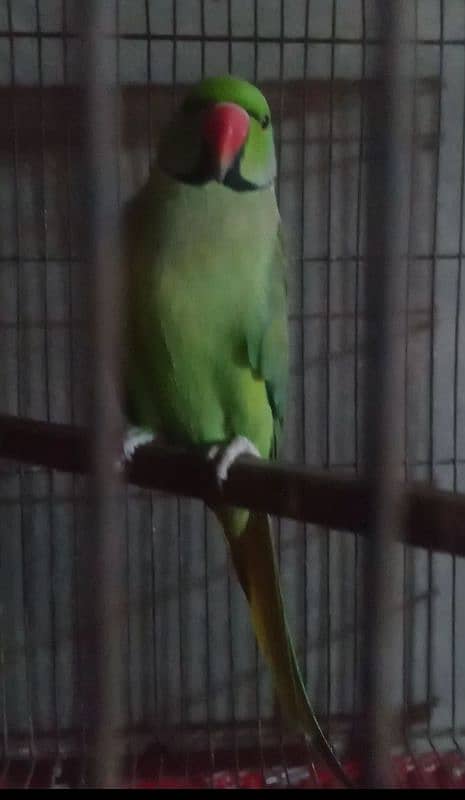 beautiful parrot  green ring available for sale 1