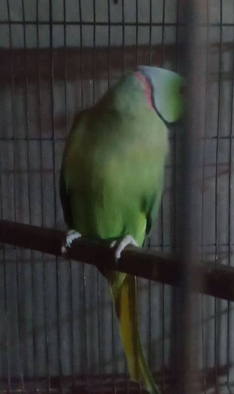 beautiful parrot  green ring available for sale 2