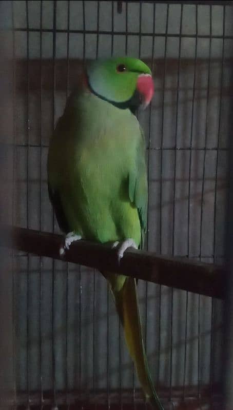 beautiful parrot  green ring available for sale 3