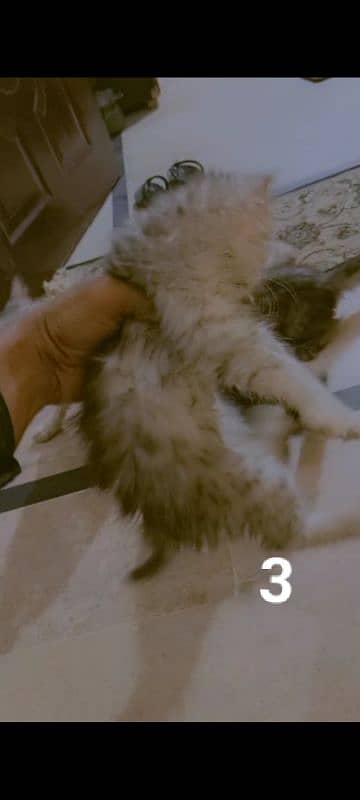 selling my Persian male n female cat with 4 kittens dm for videos 3