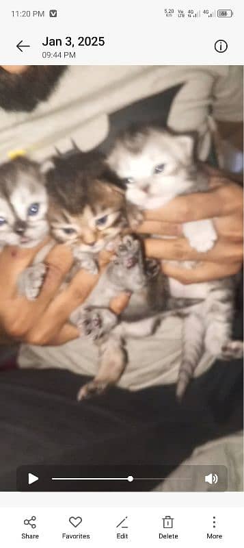 selling my Persian male n female cat with 4 kittens dm for videos 7