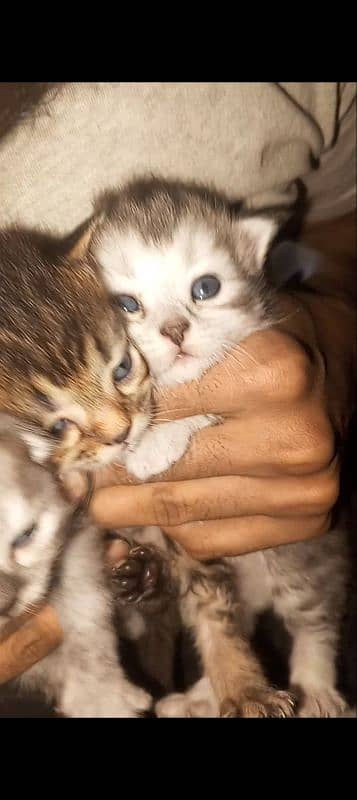 selling my Persian male n female cat with 4 kittens dm for videos 8