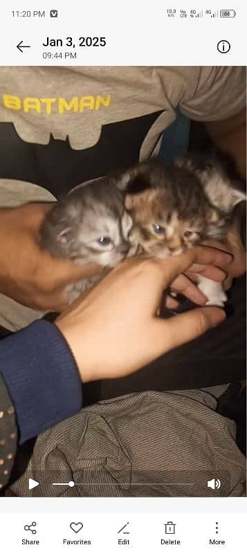 selling my Persian male n female cat with 4 kittens dm for videos 9