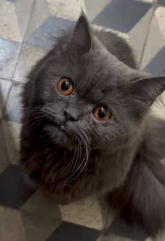 Persian Gray Cat