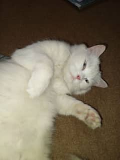 Persian white female cat friendly nature