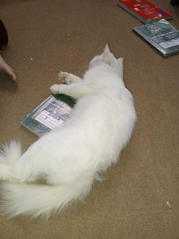 Persian white female cat friendly nature 3