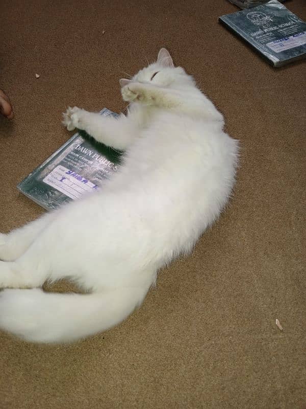 Persian white female cat friendly nature 4