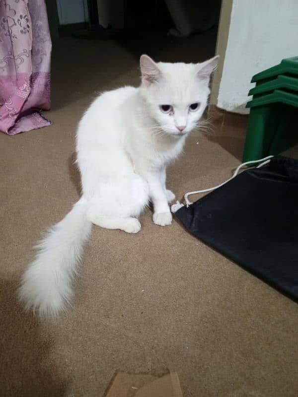 Persian white female cat friendly nature 8