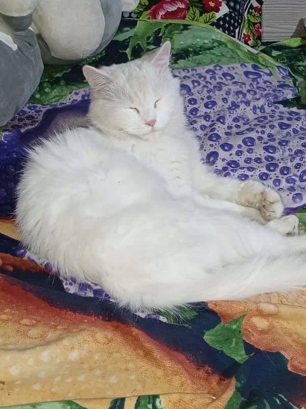 Persian white female cat friendly nature 10