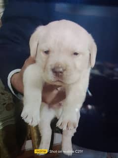 Labrador puppies eid offer