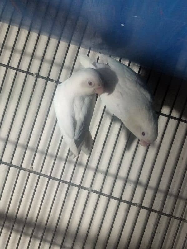 albino red eye pair 3