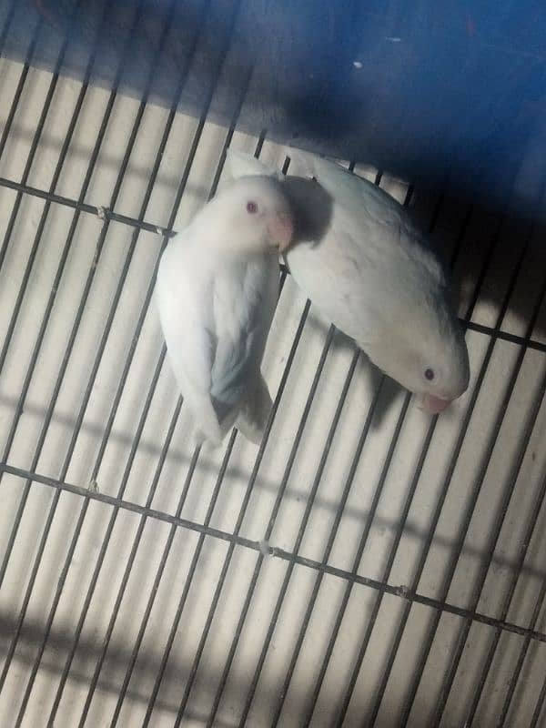 albino red eye pair 4