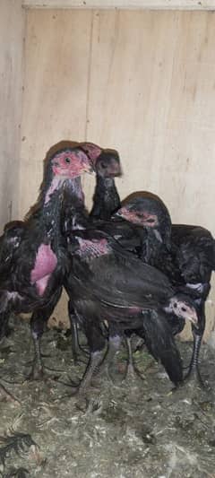 8/3/2025 pura Thaii 3 months chick available for sale