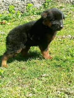 GERMAN SHEPHERD FEMALE PUPPY