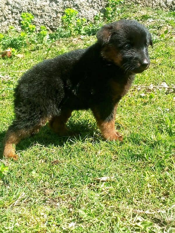 GERMAN SHEPHERD FEMALE PUPPY 0