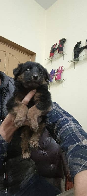 GERMAN SHEPHERD FEMALE PUPPY 1