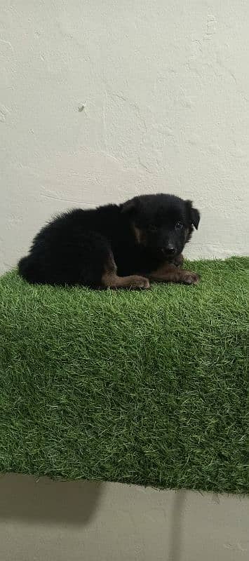 GERMAN SHEPHERD FEMALE PUPPY 2