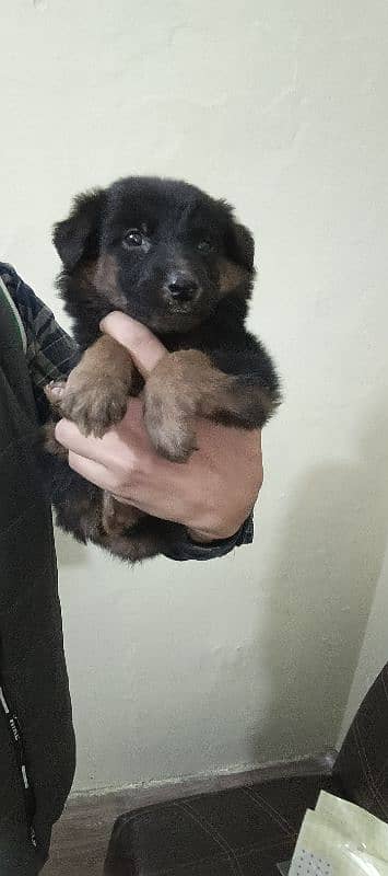 GERMAN SHEPHERD FEMALE PUPPY 7