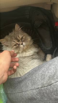 persian cat semi punched face