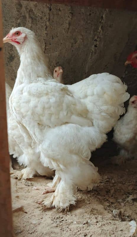 Golden buff chicks and white buff 10