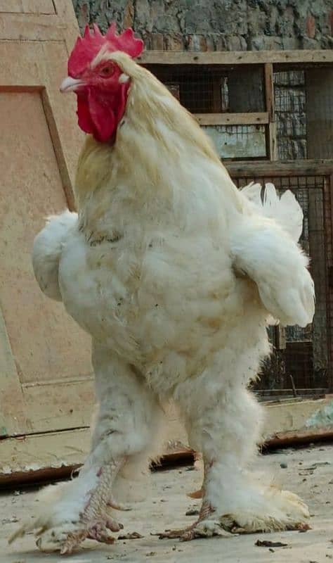 Golden buff chicks and white buff 11