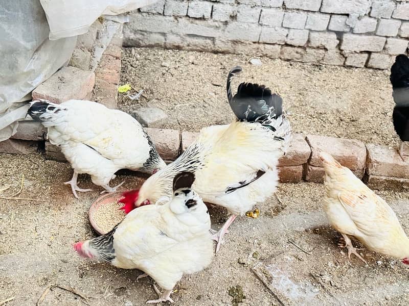 Light Sussex hens for sale 0