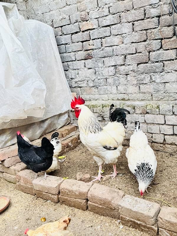 Light Sussex hens for sale 2