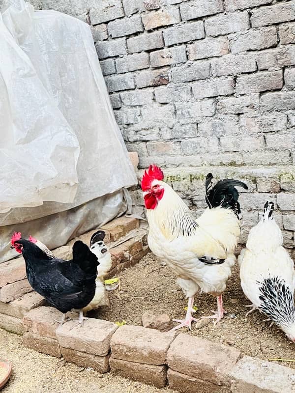 Light Sussex hens for sale 3