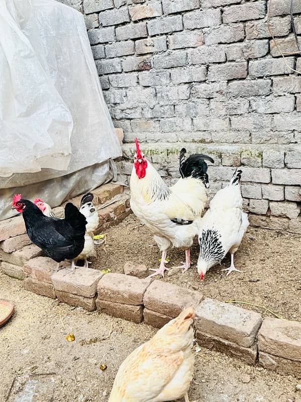 Light Sussex hens for sale 4